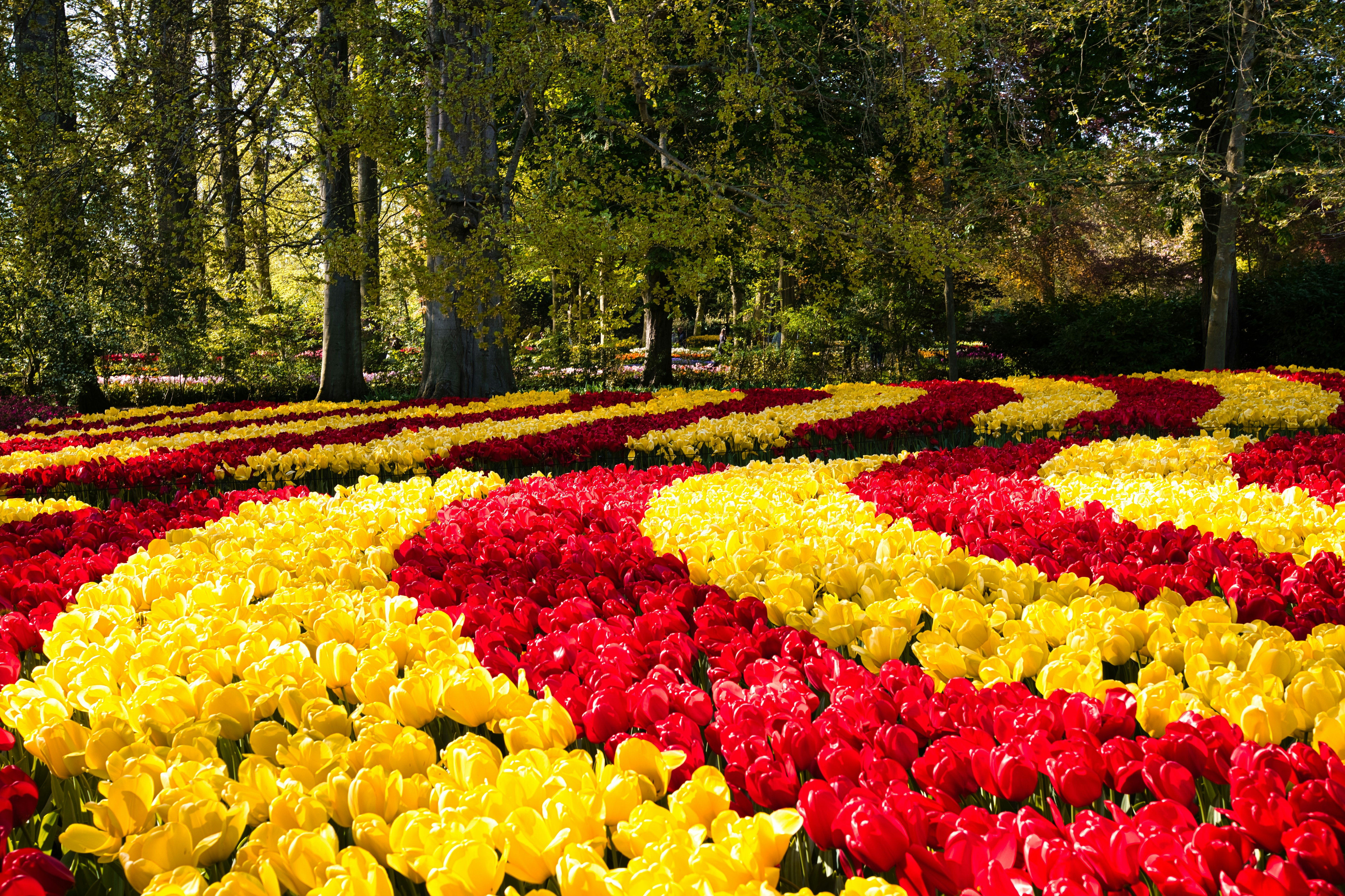 A garden filled with lots of yellow and red flowers