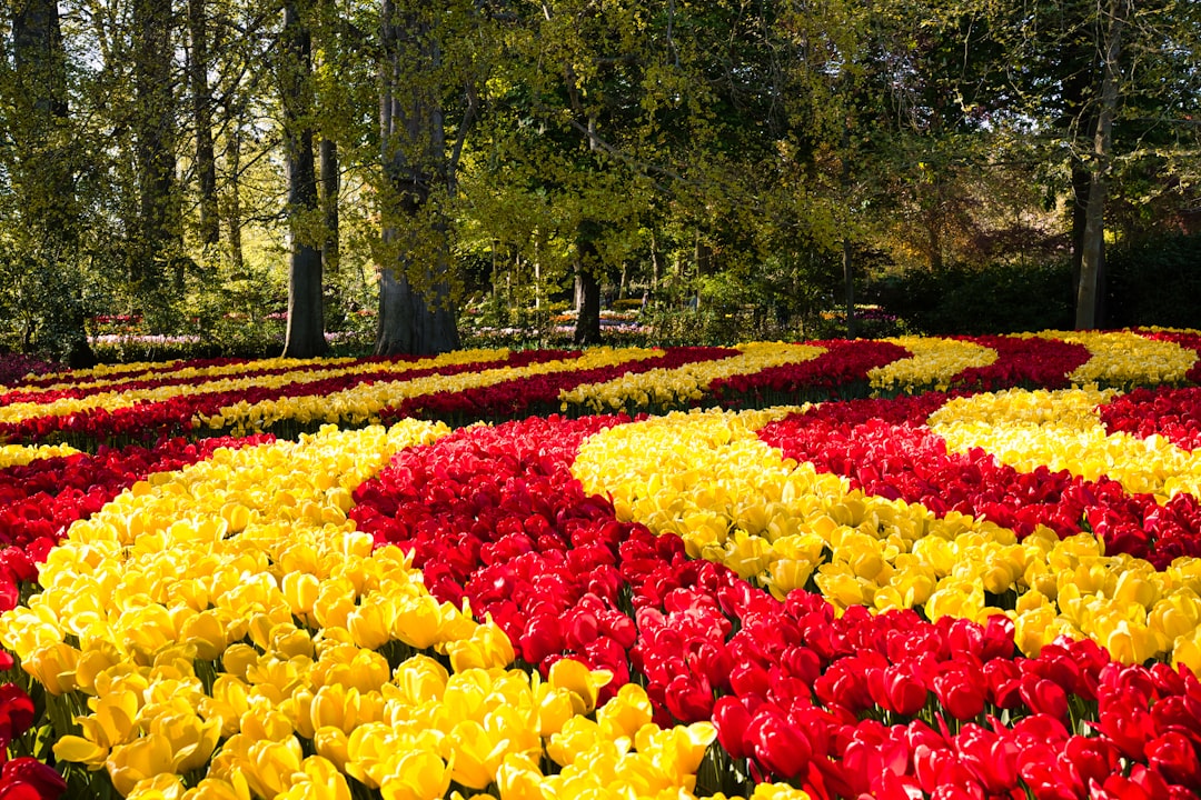 Keukenhof Tulip Garden Photography 2026: Ultimate Guide